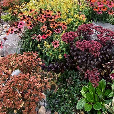 Sedum 'Conga Line'