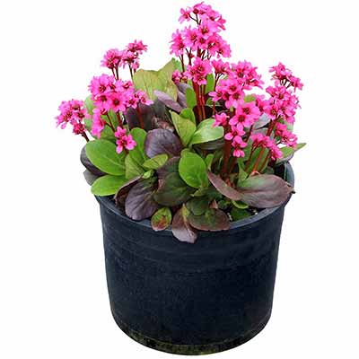 Bergenia EARLY BRILLIANCE™ 'Magenta'