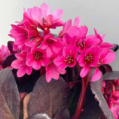 Bergenia EARLY BRILLIANCE™ 'Magenta'