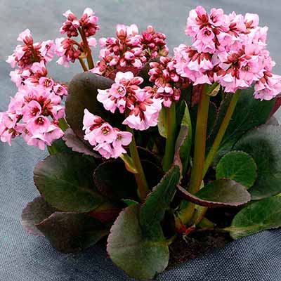 Bergenia VINTAGE™ 'Blush'