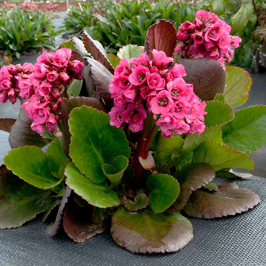 Bergenia VINTAGE™ 'Bouquet'