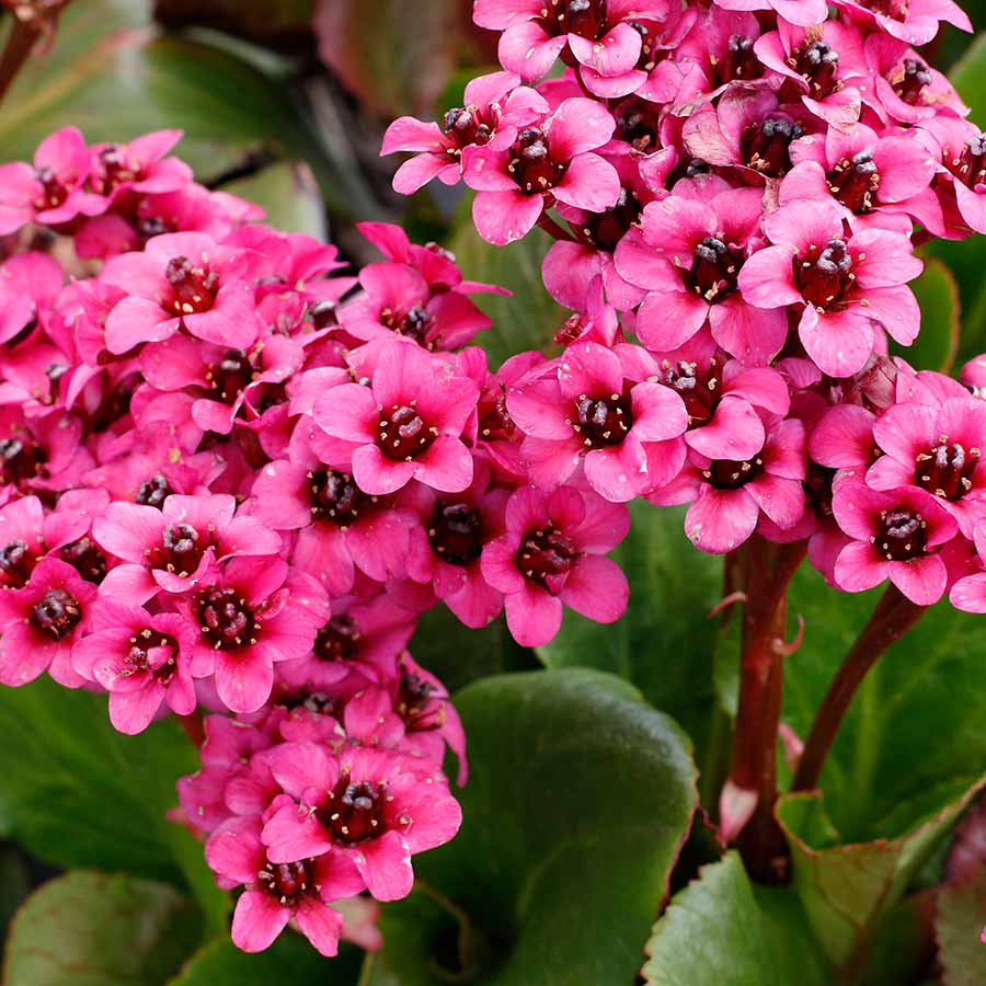 Bergenia VINTAGE™ 'Pink'