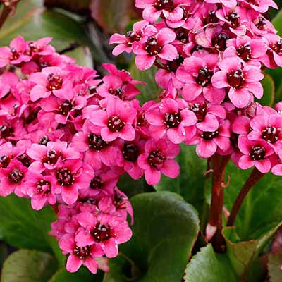 Bergenia VINTAGE™ 'Pink'