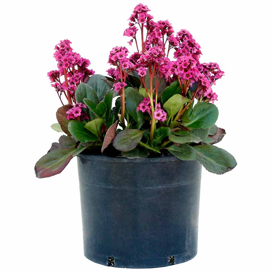 Bergenia VINTAGE™ 'Bouquet'