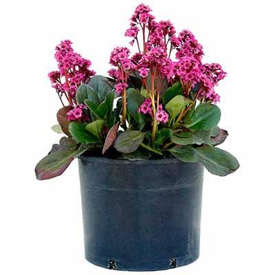 Bergenia VINTAGE™ 'Pink'