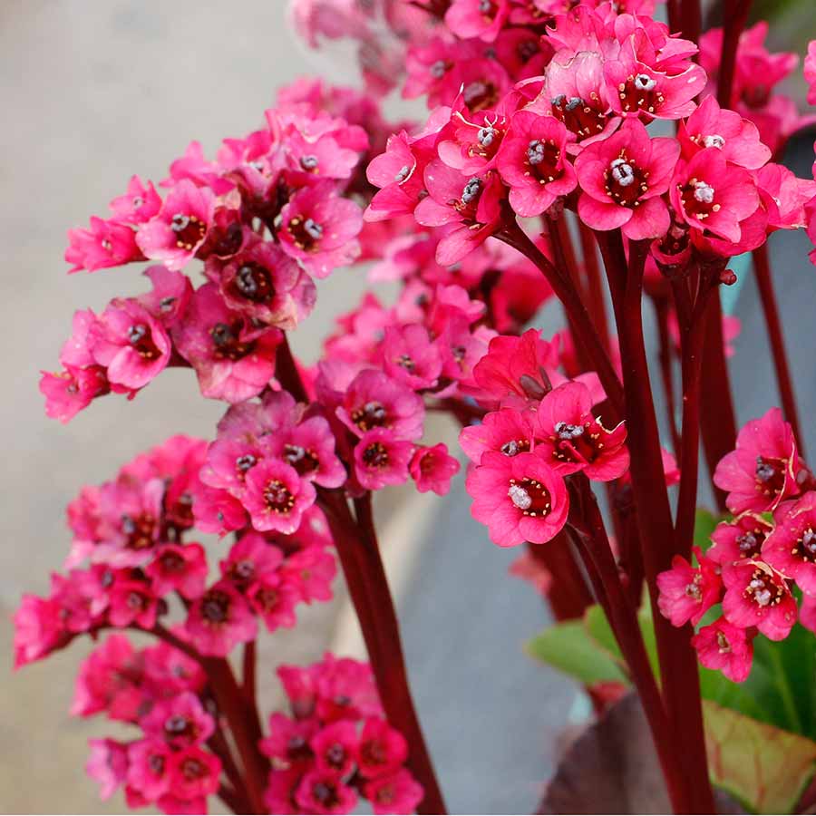 Bergenia VINTAGE™ 'Pink'