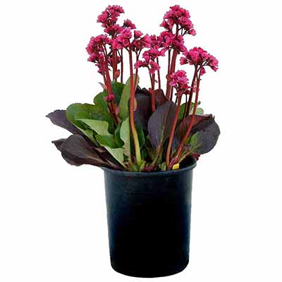 Bergenia VINTAGE™ 'Rose'