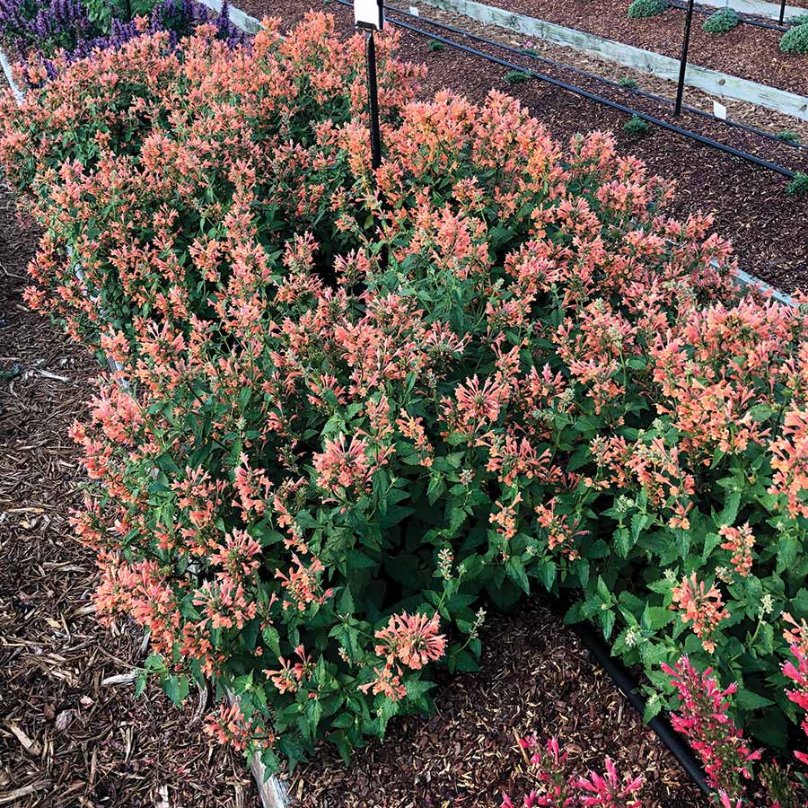 Agastache POQUITO® 'Orange'