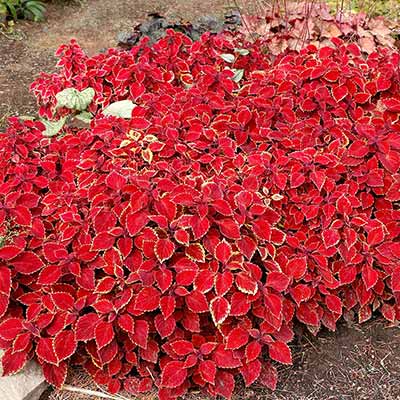 Coleus COLOR CLOUDS™ 'Be Mine'