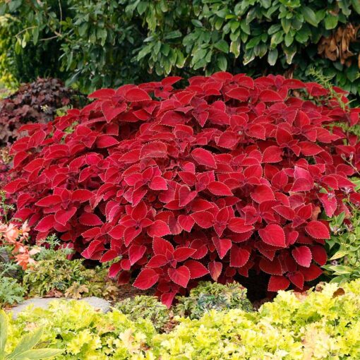 Coleus COLOR CLOUDS™ 'Valentine'