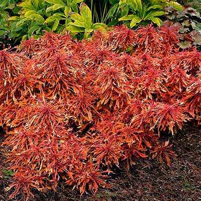 Coleus TERRA NOVA® 'Monkey Puzzle'