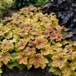 Heuchera 'Red Lightning'