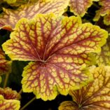 Heuchera 'Red Lightning'