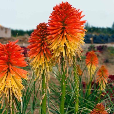 Kniphofia POCO™ 'Daybreak'