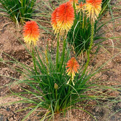 Kniphofia POCO™ 'Daybreak'