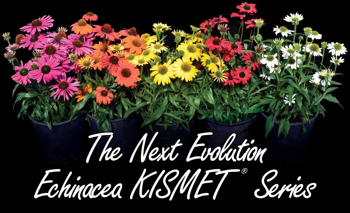 The Next Evolution - Echinacea KISMET® Series