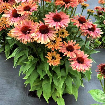 Echinacea FRESCO™ 'Apricot'