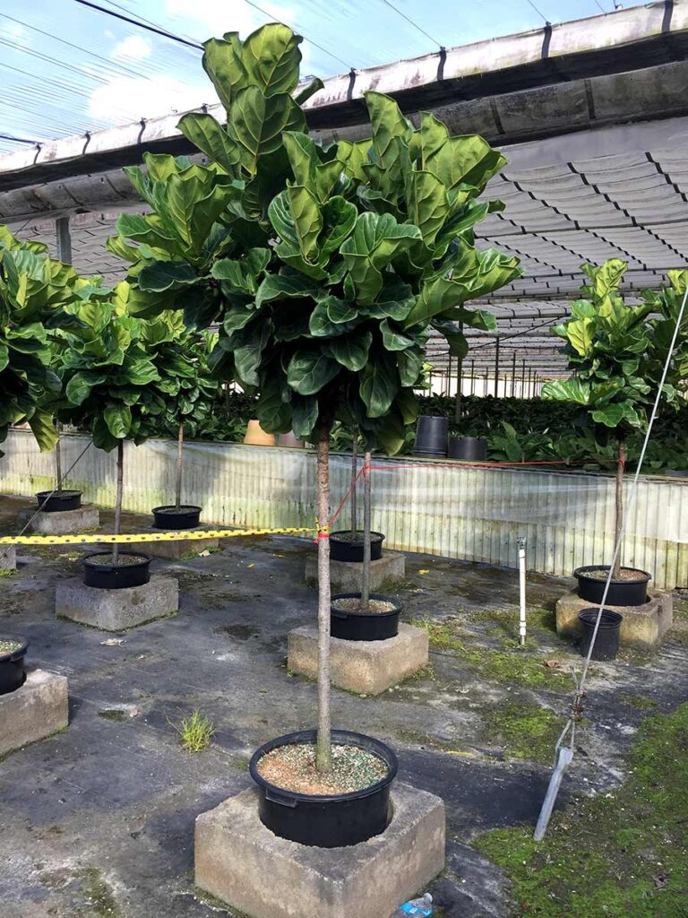 Ficus lyata | TERRA NOVA® Nurseries, Inc.