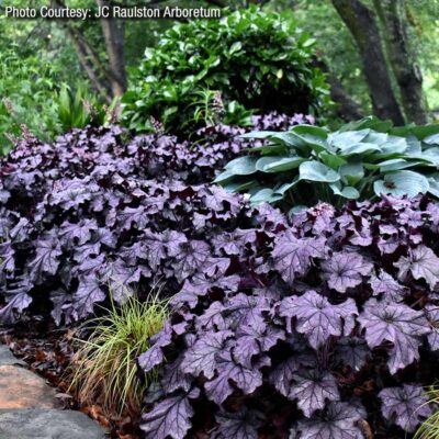 Heuchera GRANDE™ 'Amethyst'