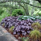 Heuchera GRANDE™ 'Amethyst'