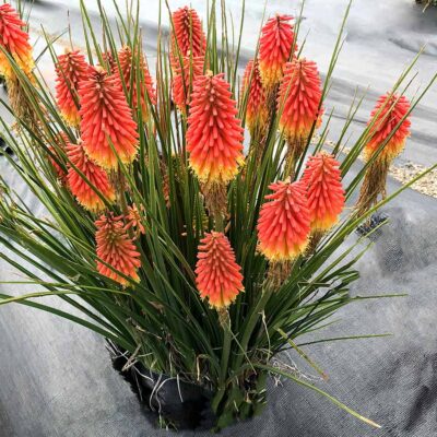 Kniphofia 'Rocket Jr.' | TERRA NOVA® Inc.