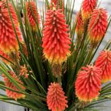 Kniphofia 'Rocket Jr.'