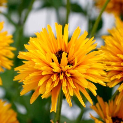 Rudbeckia 'Lion Cub'