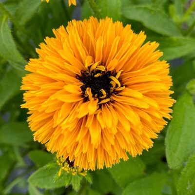 Rudbeckia 'Lion Cub'