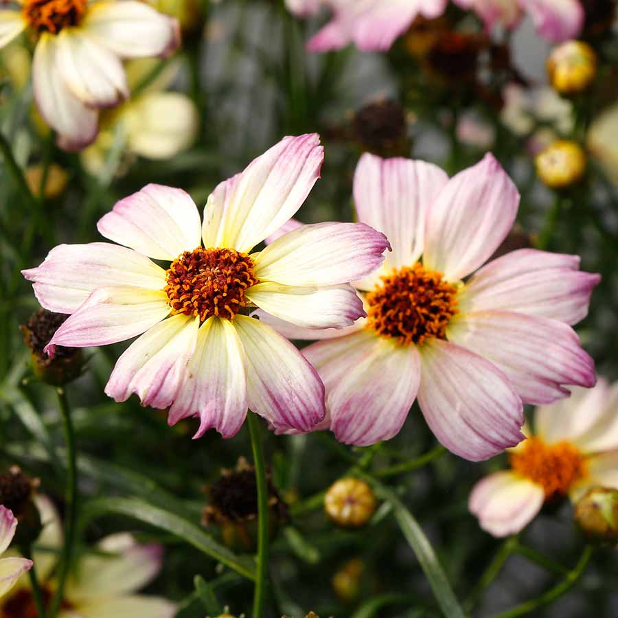 Coreopsis NOVA® 'Jewel'