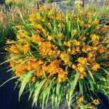 Crocosmia NOVA® 'Gold Dragon'