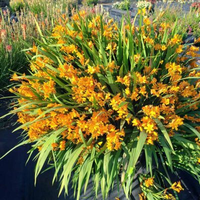 Crocosmia NOVA® 'Gold Dragon'