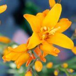 Crocosmia NOVA® 'Gold Dragon'