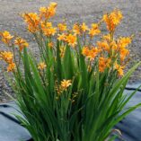 Crocosmia NOVA® 'Gold Dust'