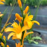 Crocosmia NOVA® 'Gold Dust'