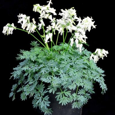 Dicentra AMORE™ 'Titanium'