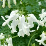 Dicentra AMORE™ 'Titanium'