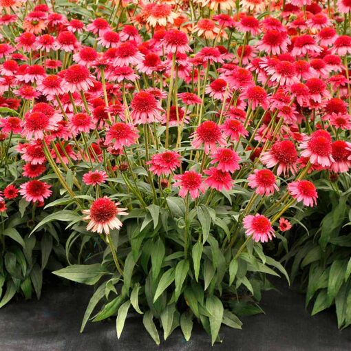 Echinacea CARA MIA™ 'Carmine'