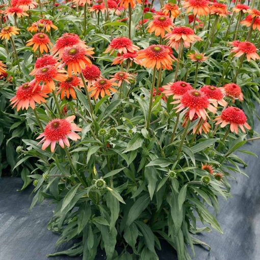 Echinacea CARA MIA™ 'Coral'