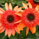 Echinacea CARA MIA™ 'Coral'