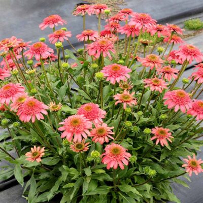 Echinacea CARA MIA™ 'Seashell'