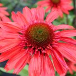 Echinacea CARA MIA™ 'Spicy'