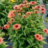 Echinacea FRESCO™ 'Apricot'