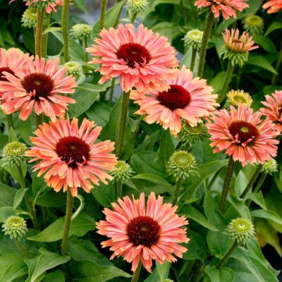 Echinacea FRESCO™ 'Apricot'