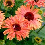 Echinacea FRESCO™ 'Apricot'