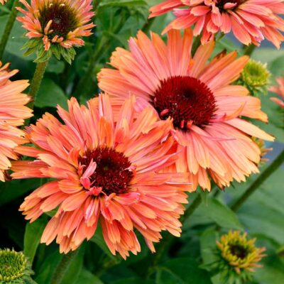 Echinacea FRESCO™ 'Apricot'