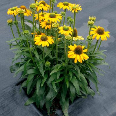 Echinacea PRIMA™ 'Amarillo'