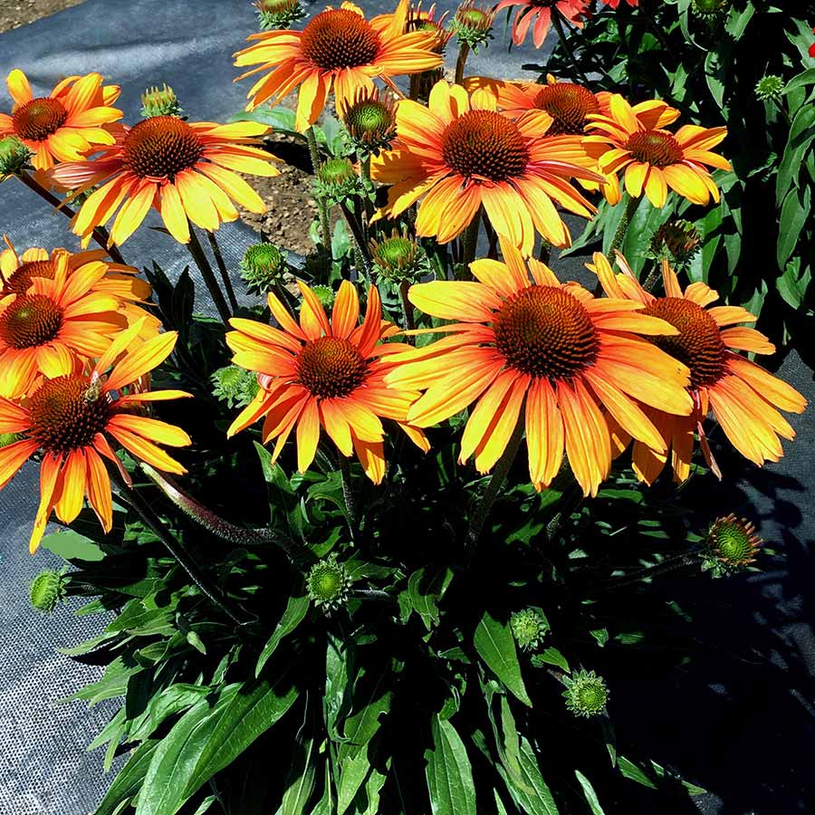 Echinacea PRIMA™ 'Spider'