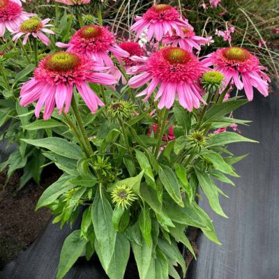 Echinacea SUNDIAL™ 'Pink'