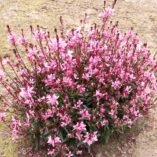 Gaura CONFETTI™ 'Pink'