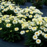 Leucanthemum 'Lemon Meringue'